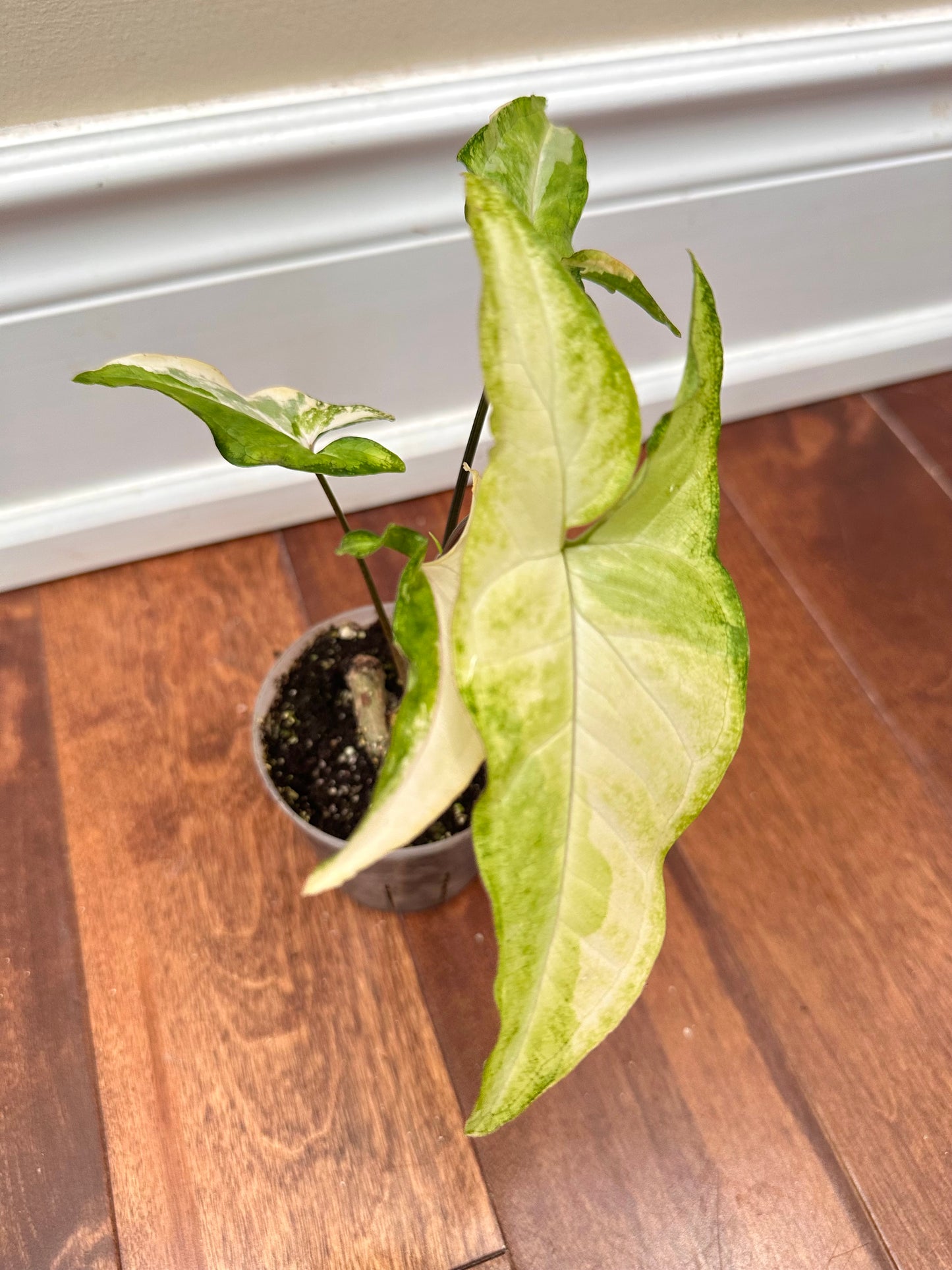 Syngonium Angustatum Albo Variegated