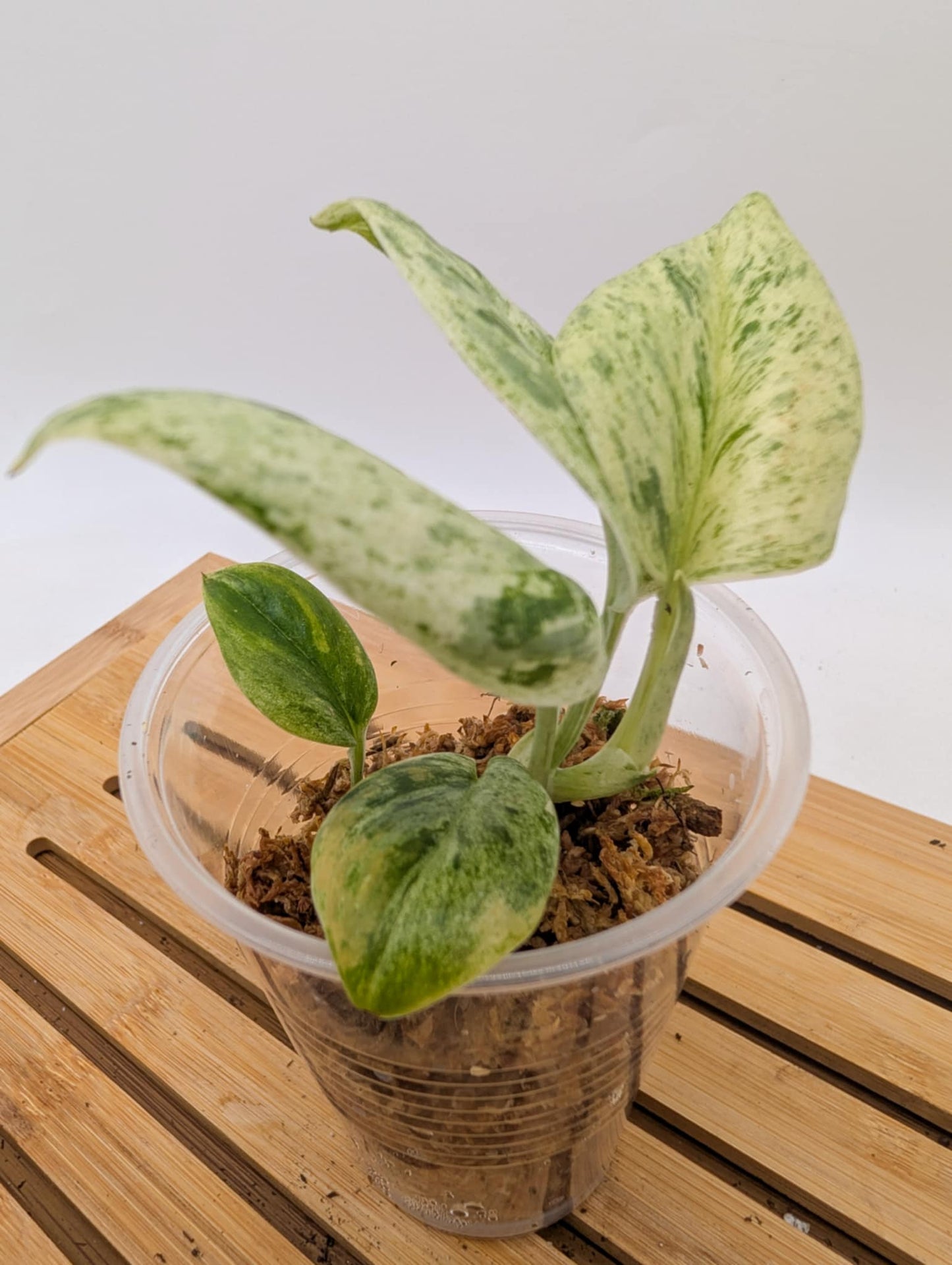 Scindapsus Superstar