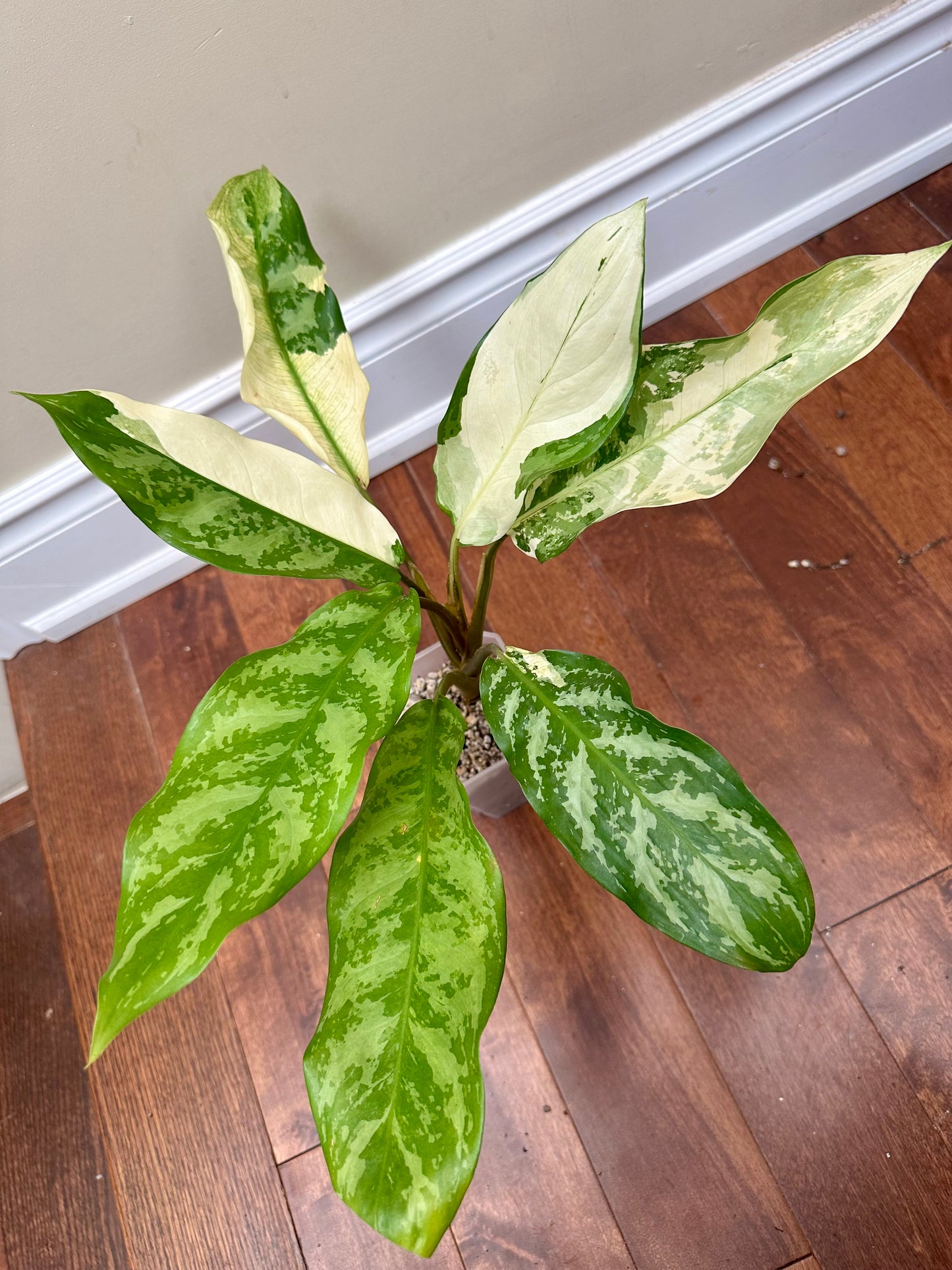 Aglaonema Manila Pride Variegated
