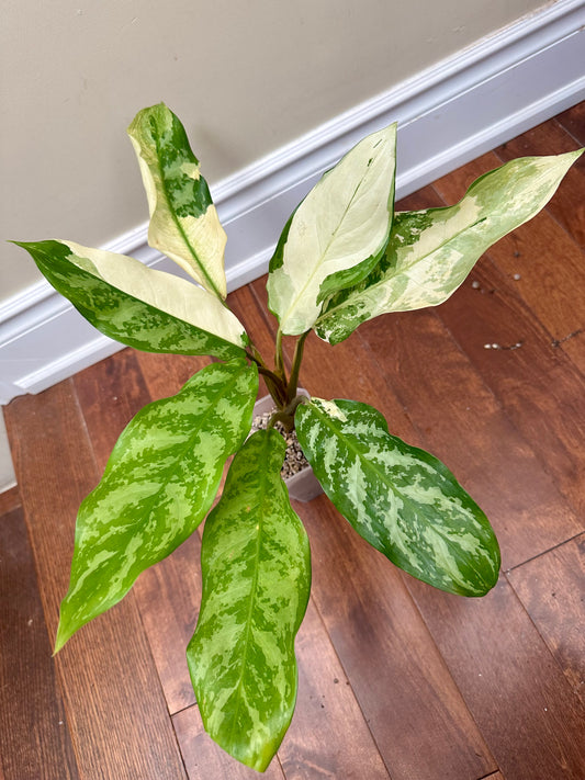 Aglaonema Manila Pride Variegated