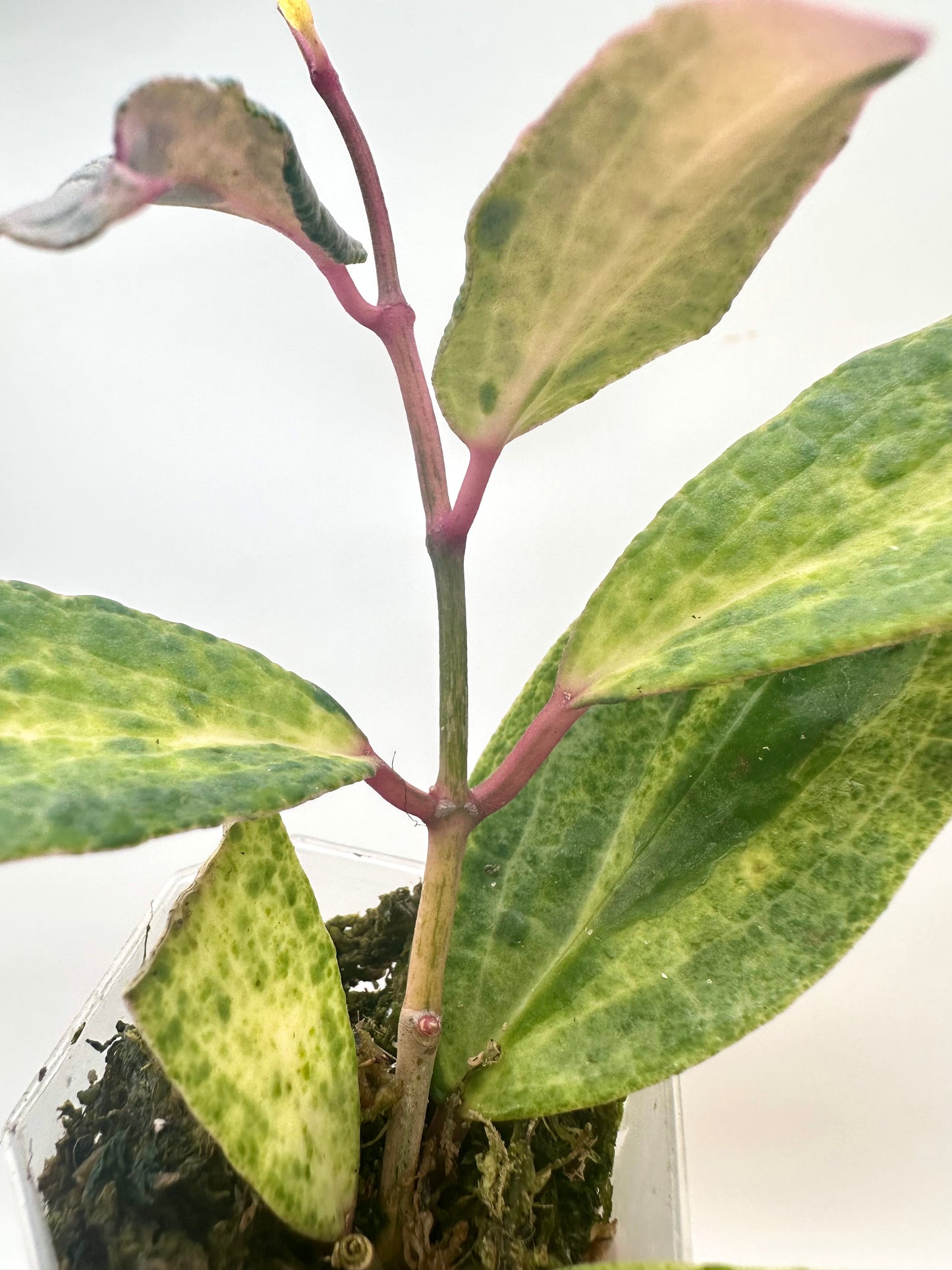 Hoya Crocodile - 5+ Nodes