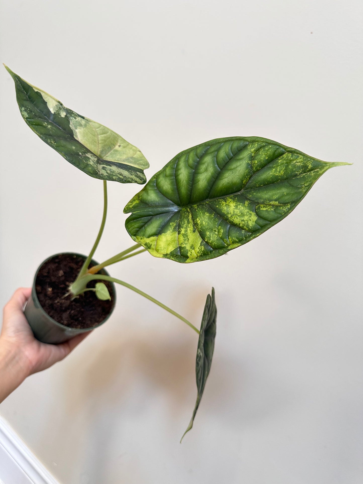 Alocasia Dragon Scale Variegated - Labour Day Sale ❤️‍🔥