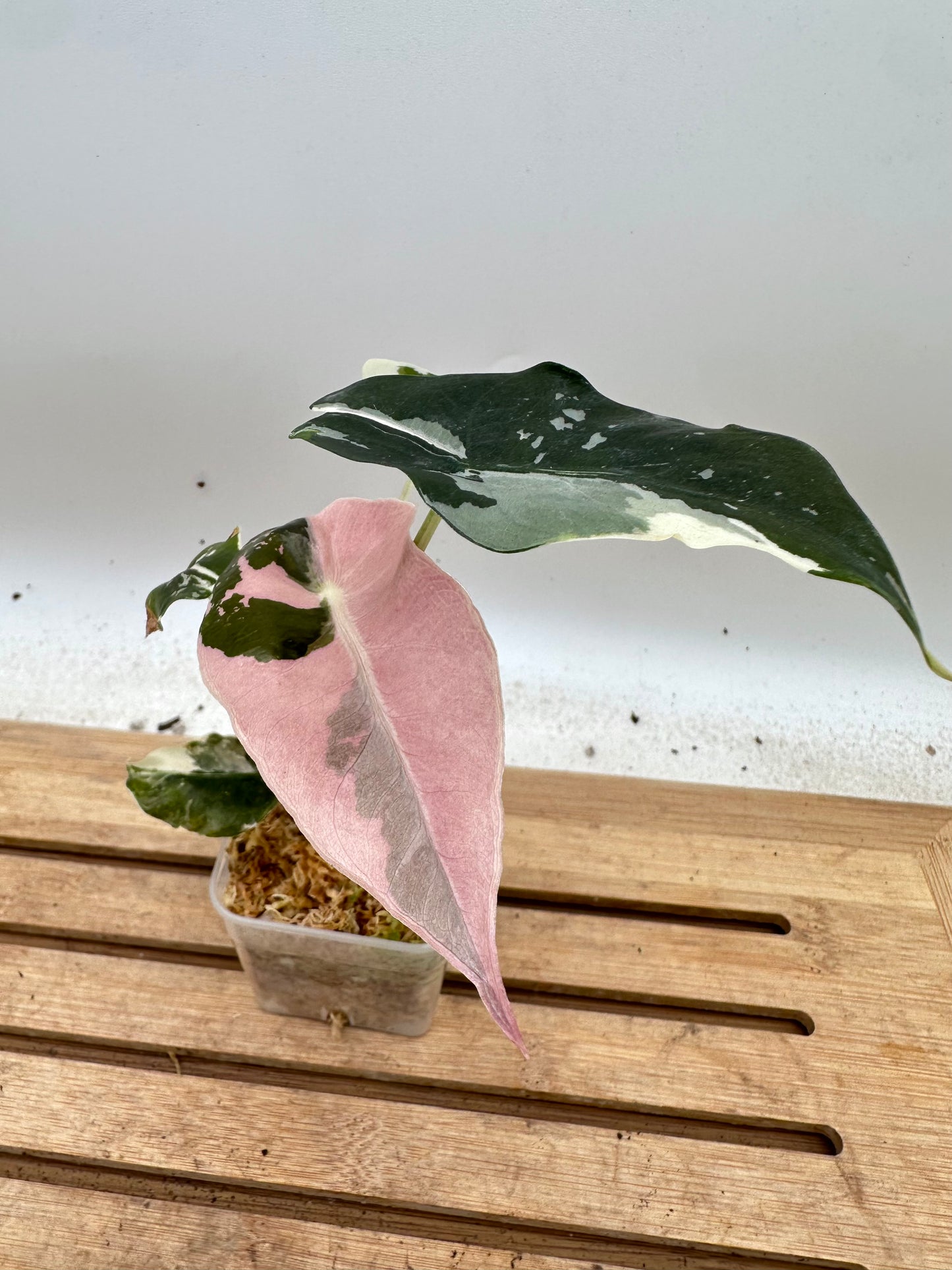 Alocasia Chantrieri Pink Variegated