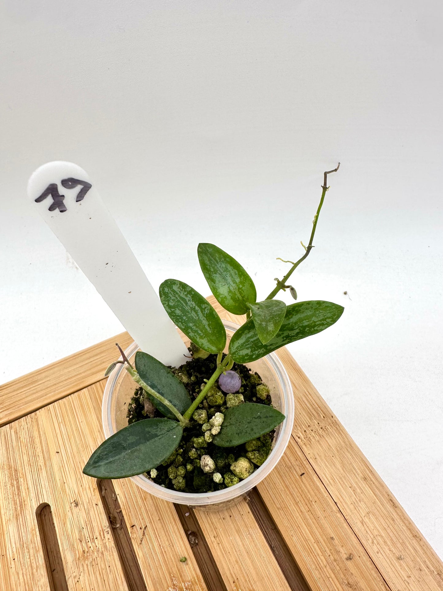 Hoya Lima Silver Splash
