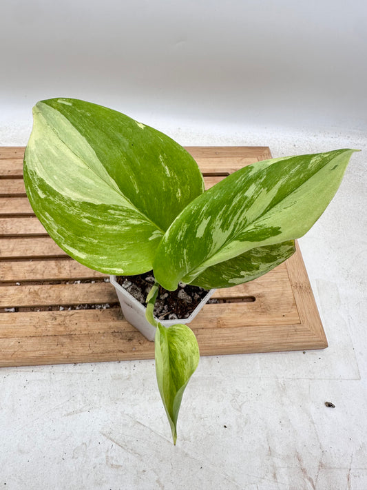 Scindapsus Treubii Albo Variegated - Thanksgiving Sale 💚
