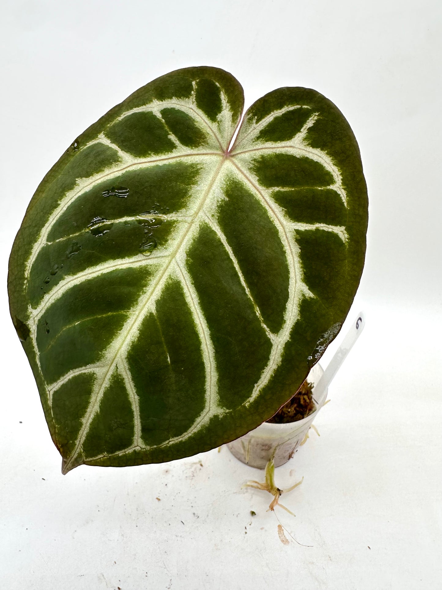 Anthurium Crystallinum X Noid 06