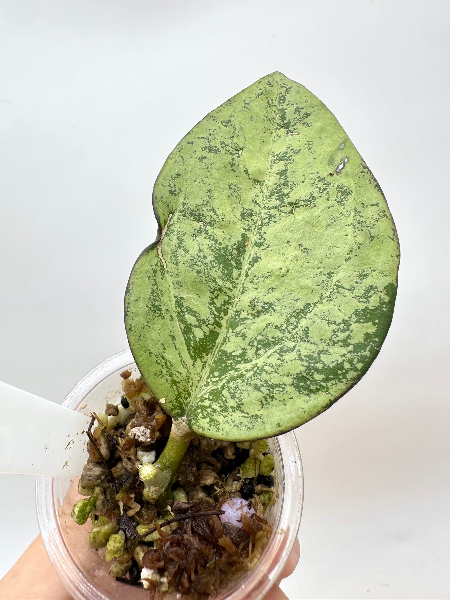 Hoya Icensis 023 Silver