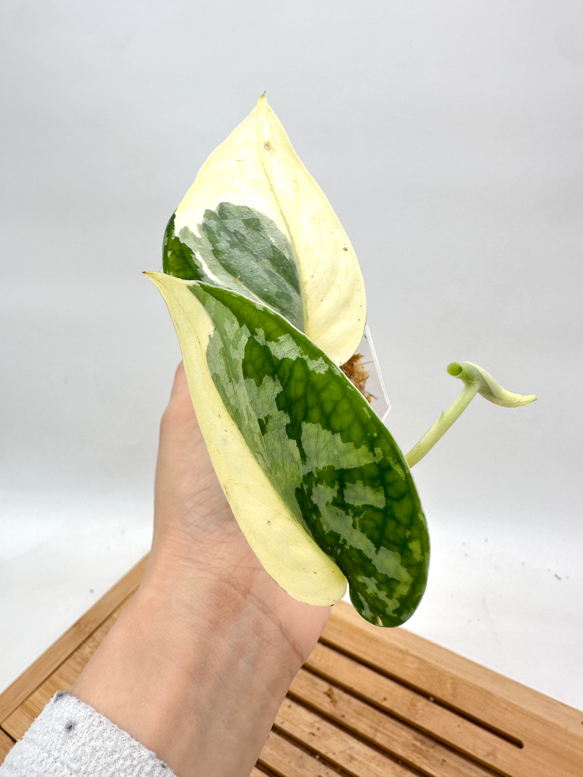 Scindapsus Mayari Variegated