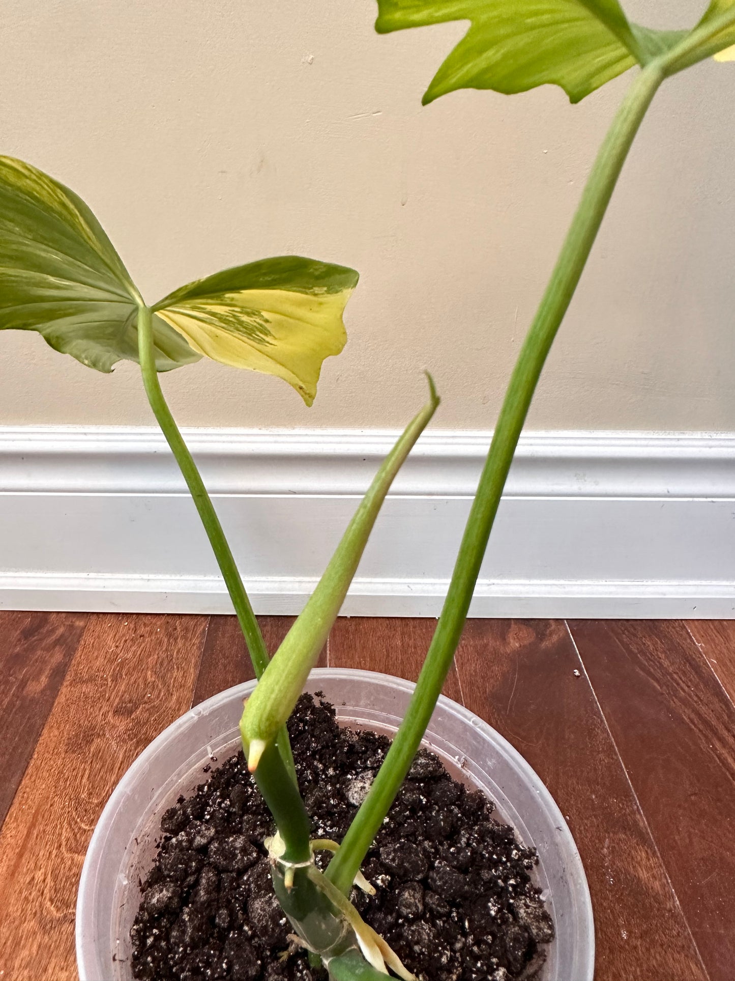 Philodendron Mayoi x FB Variegated Size L - August Sale