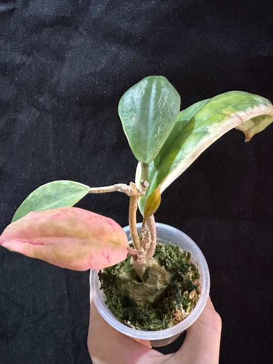 Hoya Incrassiata Variegated