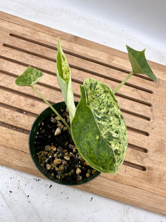 Alocasia Dragon Scale Mint Variegated - August Sale