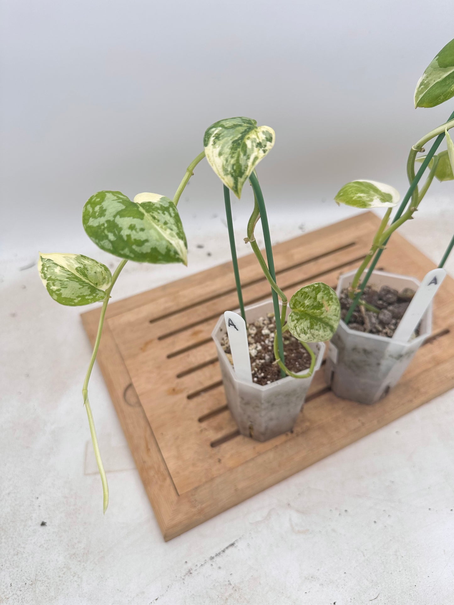 Combo Sale - Scindapsus Mayari & Mangurai