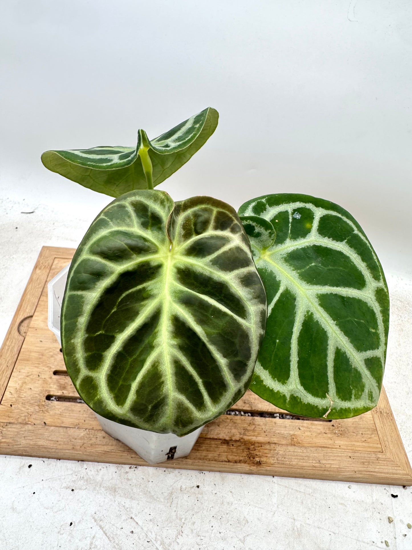 Anthurium Red Tiger - Good Size