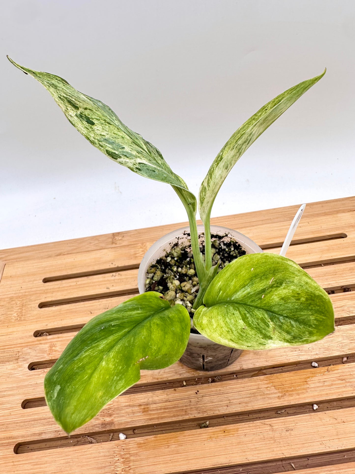 Scindapsus Treubii Moonlight Mint Variegated