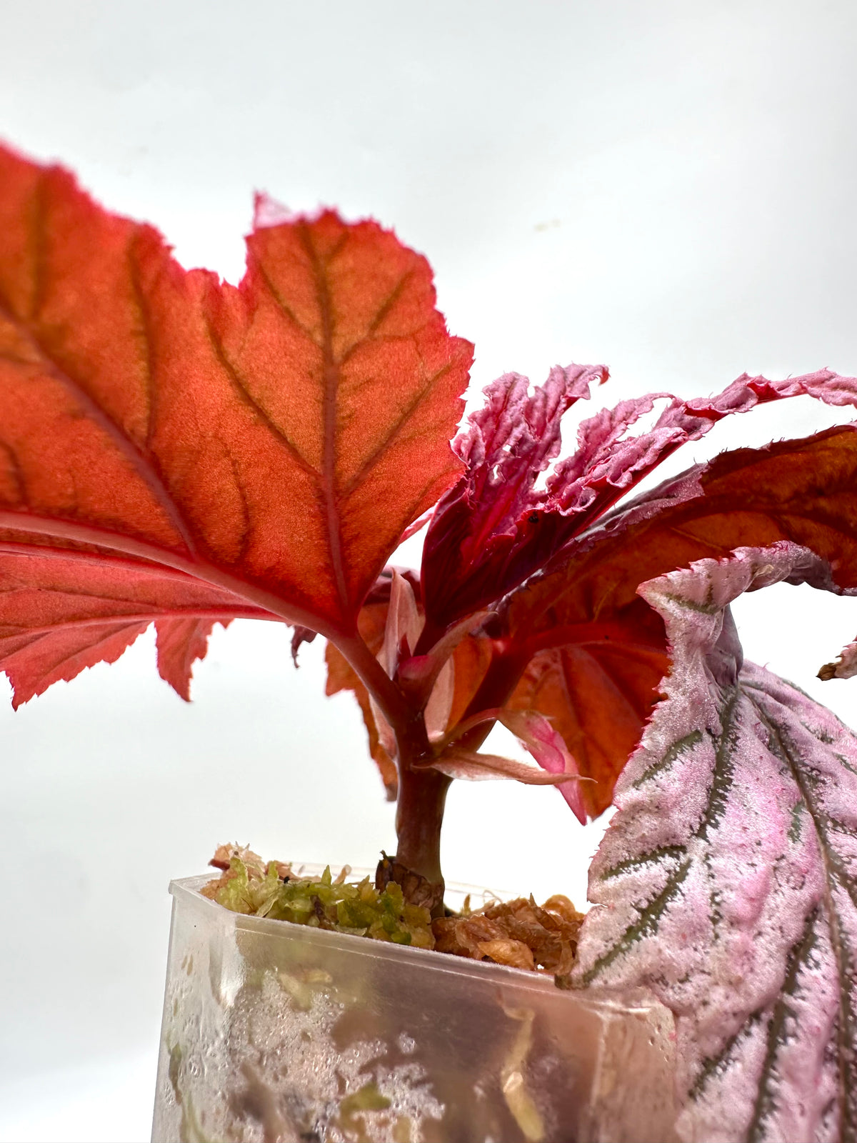 Begonia ‘Lamoon’