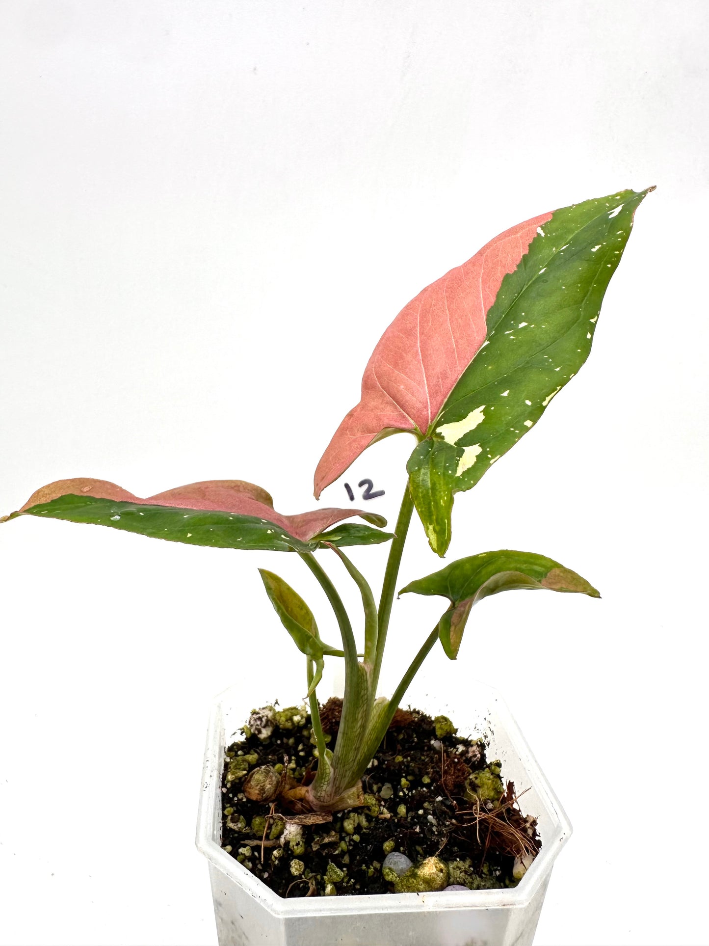 Syngonium Redspot Tri-Color Variegated 012