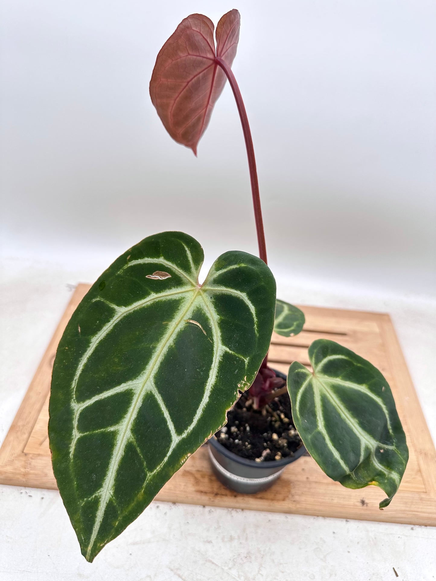 Anthurium Crystallinum Hybrid - Local Grown