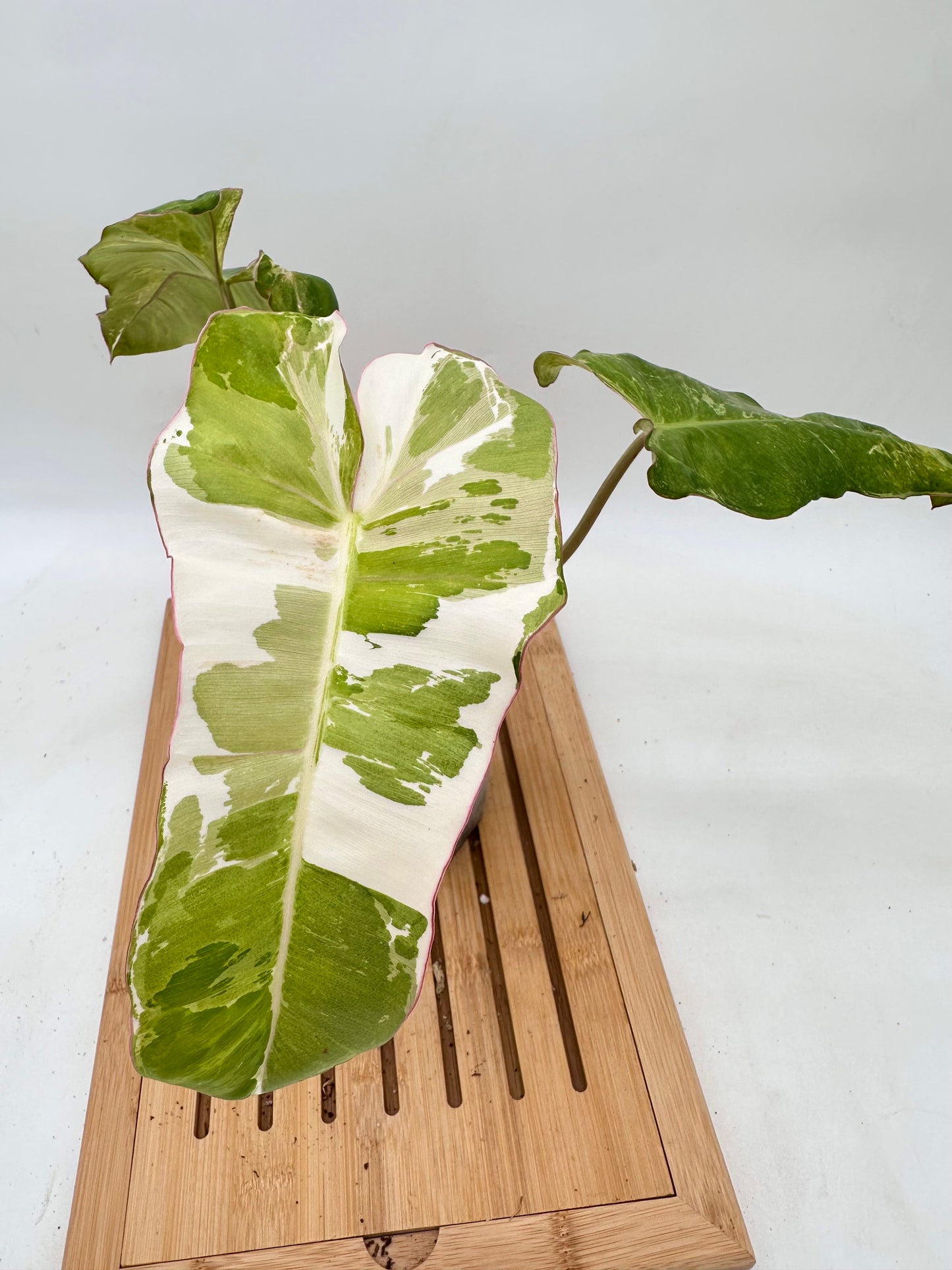 Philodendron Paraiso Verde Albo Variegated