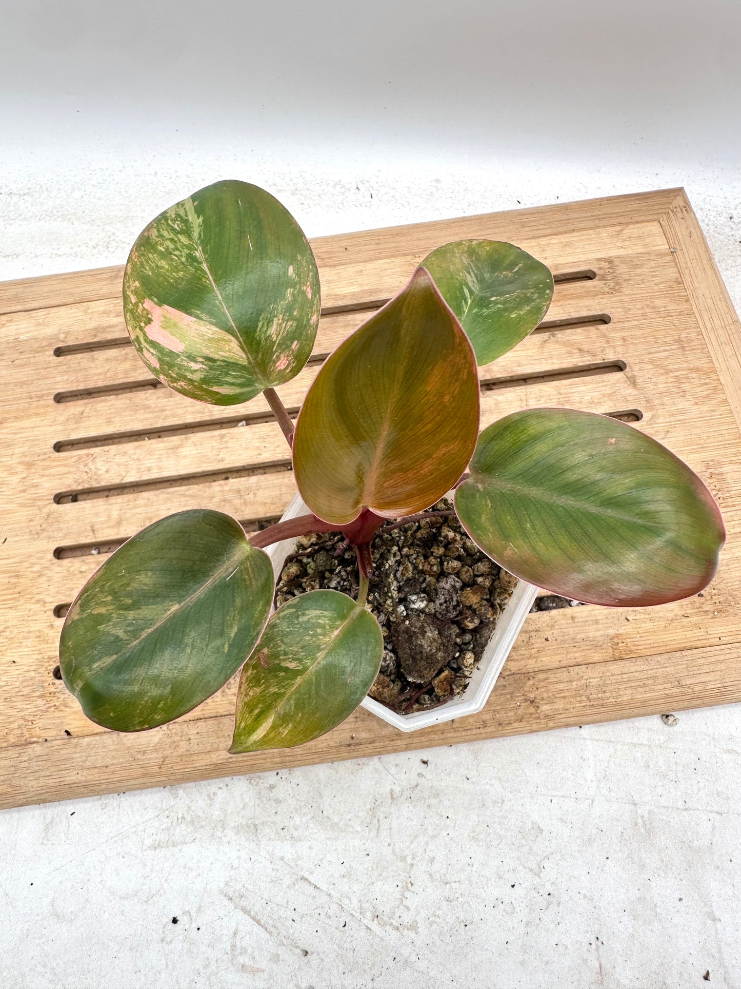 Philodendron Red Congo Variegated - Clearance Sale 💚