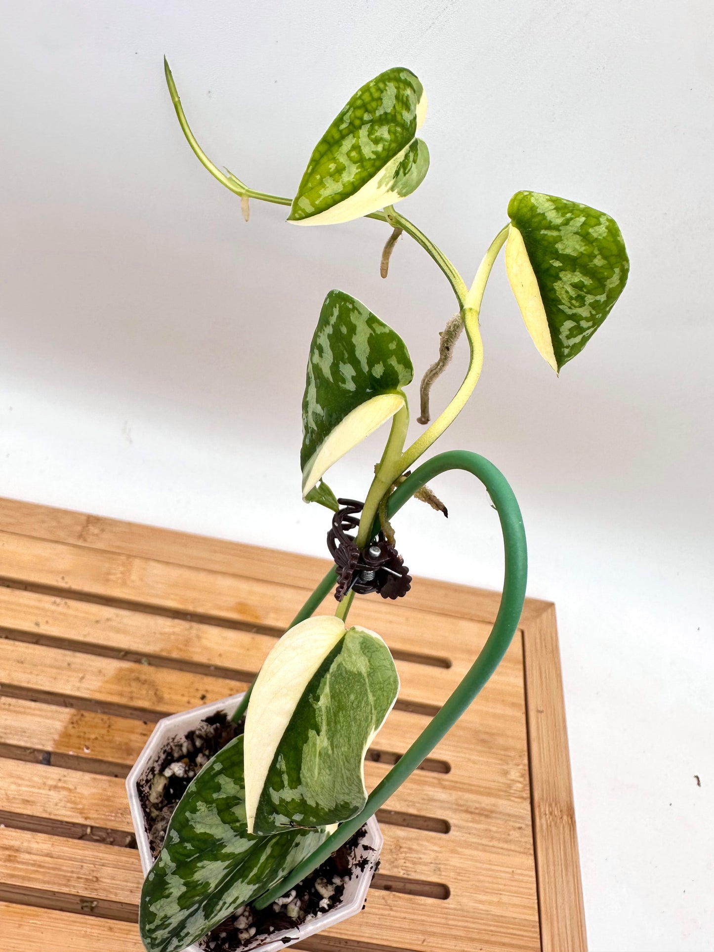 Scindapsus Mayari Variegated