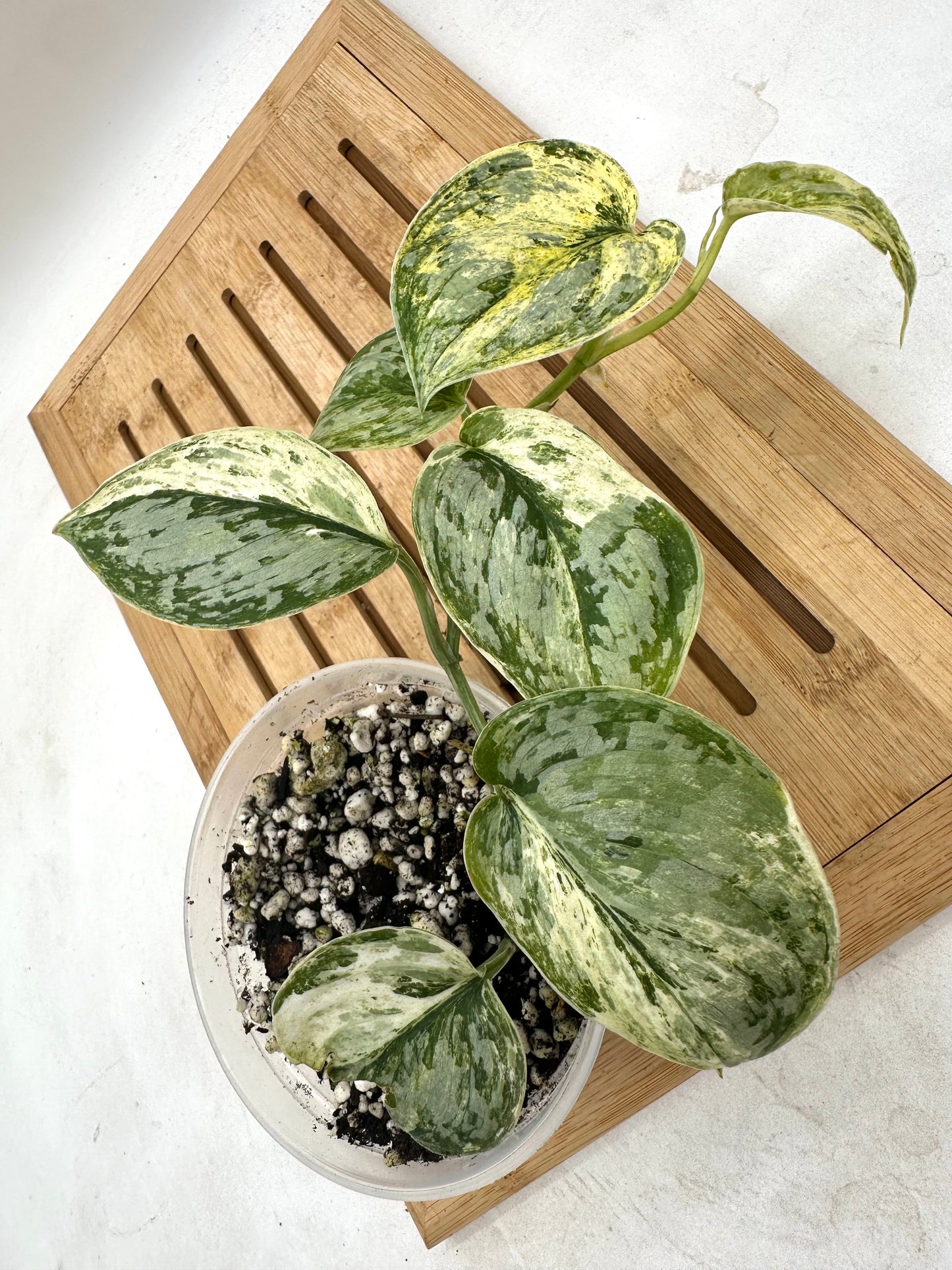 Scindapsus Peasun Variegated (Good Size)