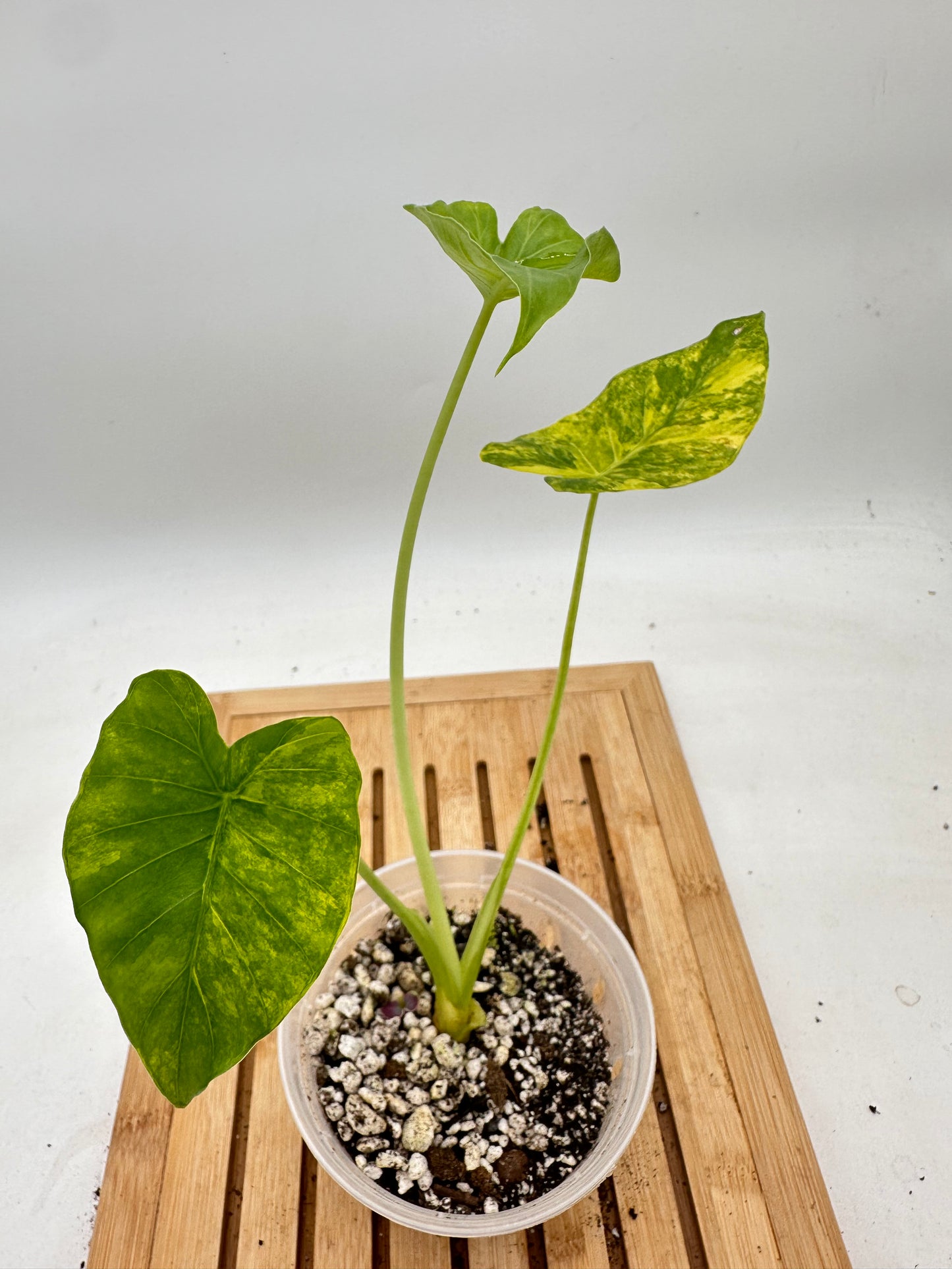 Variegated Alocasia Gageana Aurea