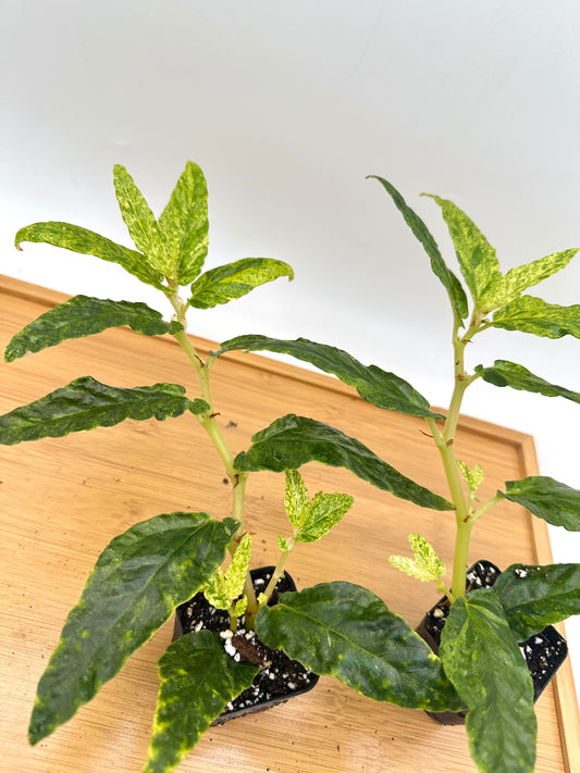 Begonia Watermelon Variegated