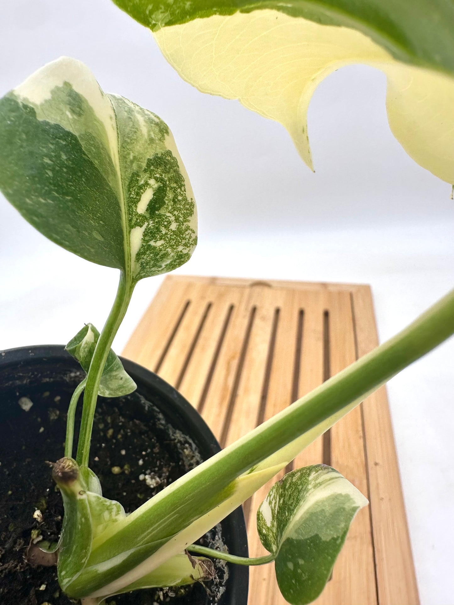 Monstera Thai Constellation - Snow White Pattern