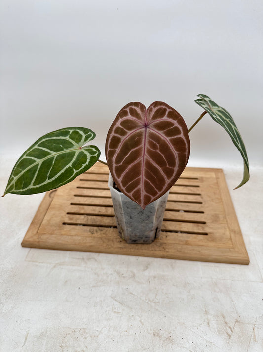 Anthurium Black Crystallinum x Red Crystallinum - Thanksgiving Sale 💚