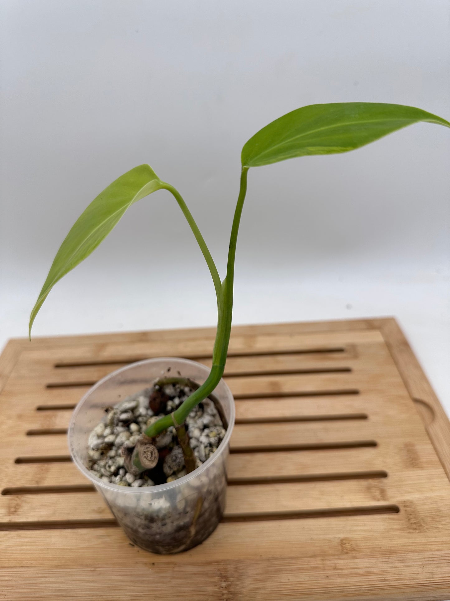 Monstera Aurea Variegated