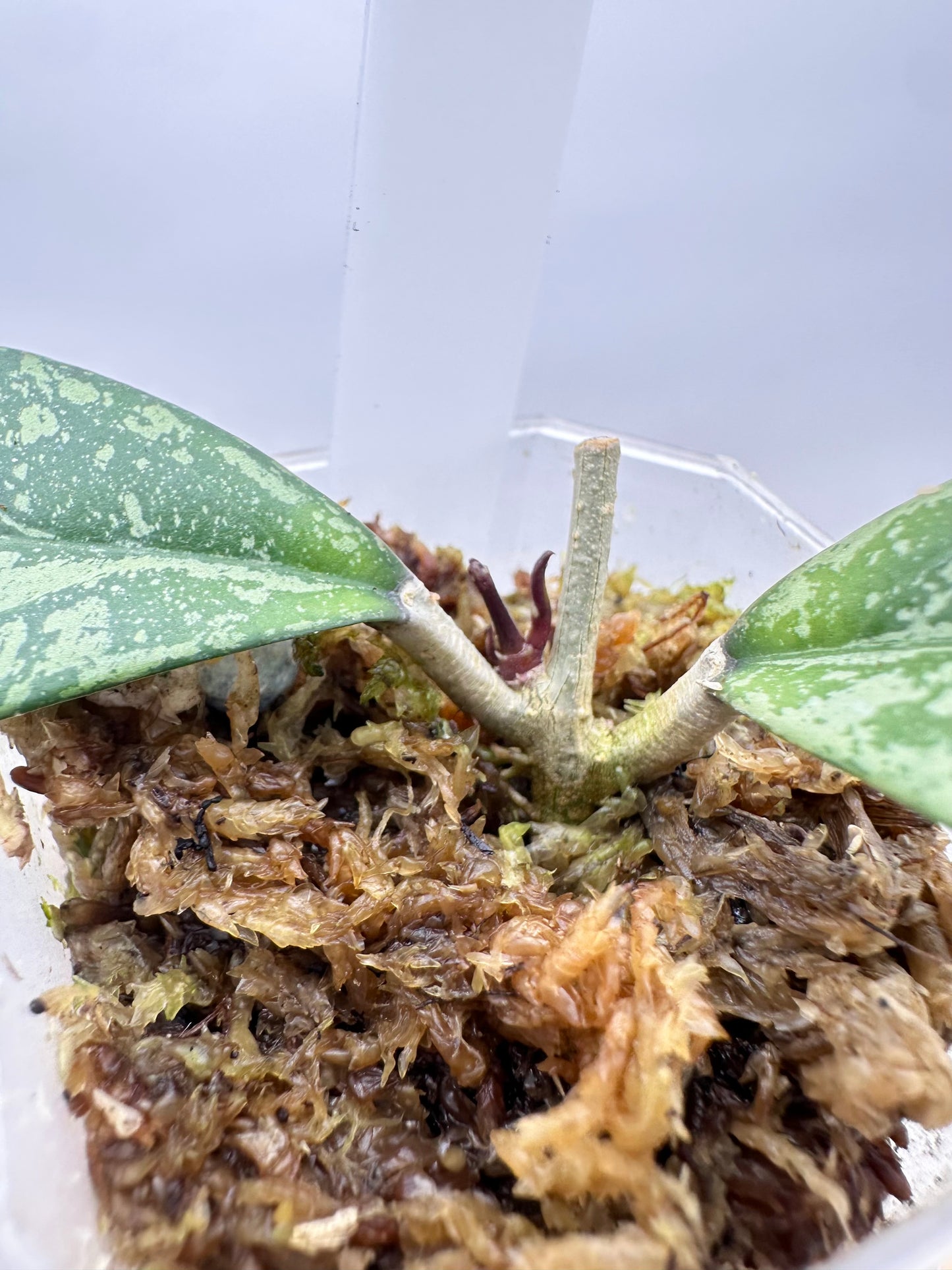 Hoya Crassipetiolata x Michelle Splash Clone 2