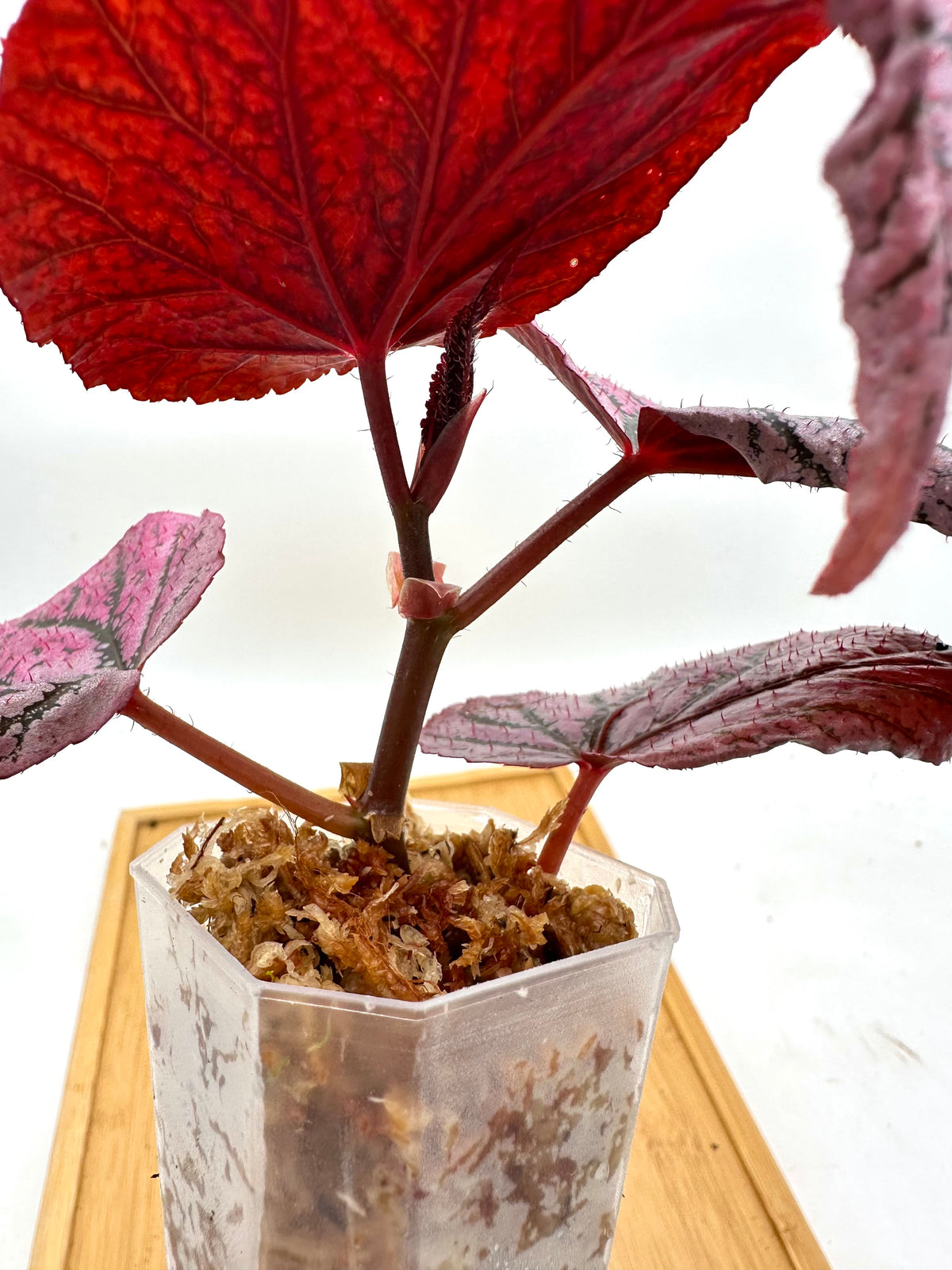 Begonia ‘Red Berry’