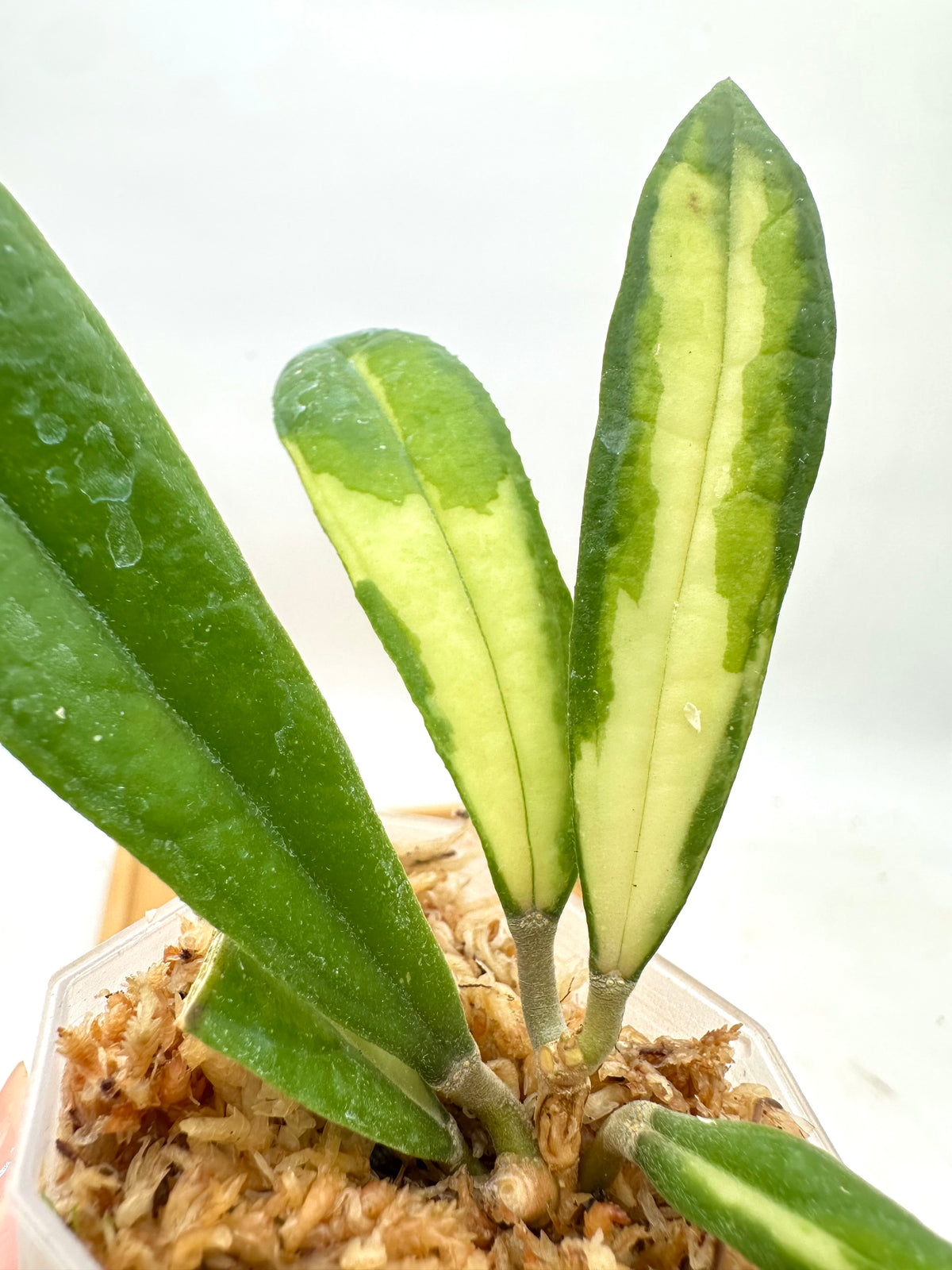 Hoya Rigidifolia Variegated