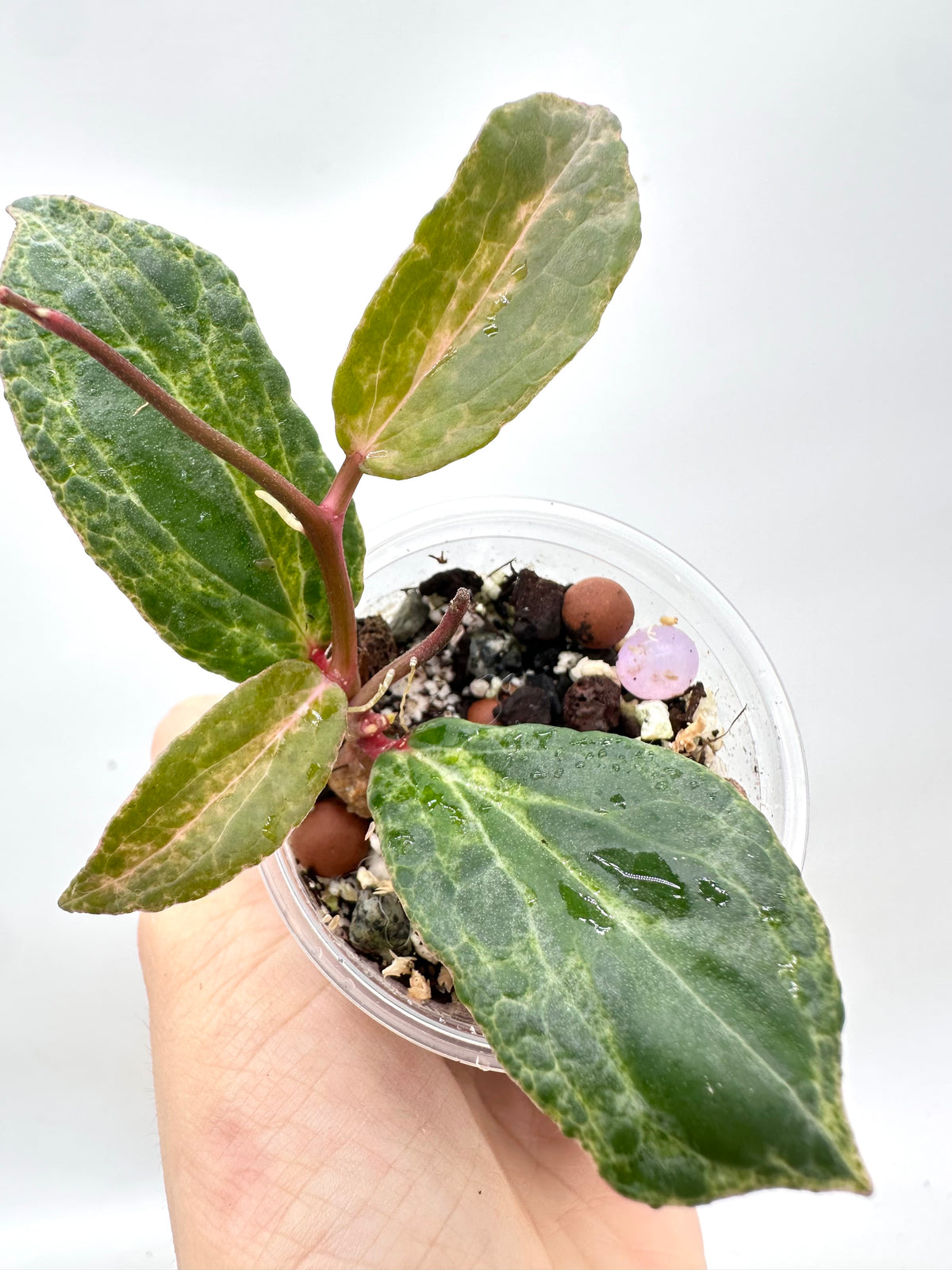 Hoya Crocodile - 3 Growths