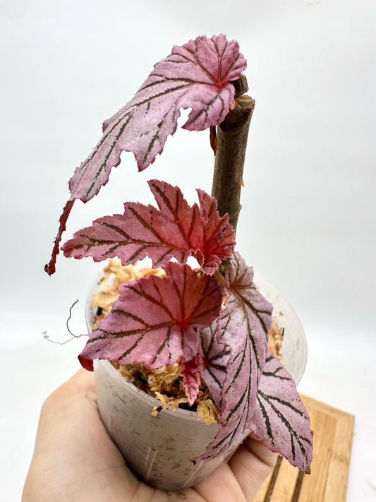 Begonia Lamoon - Multiple Growths