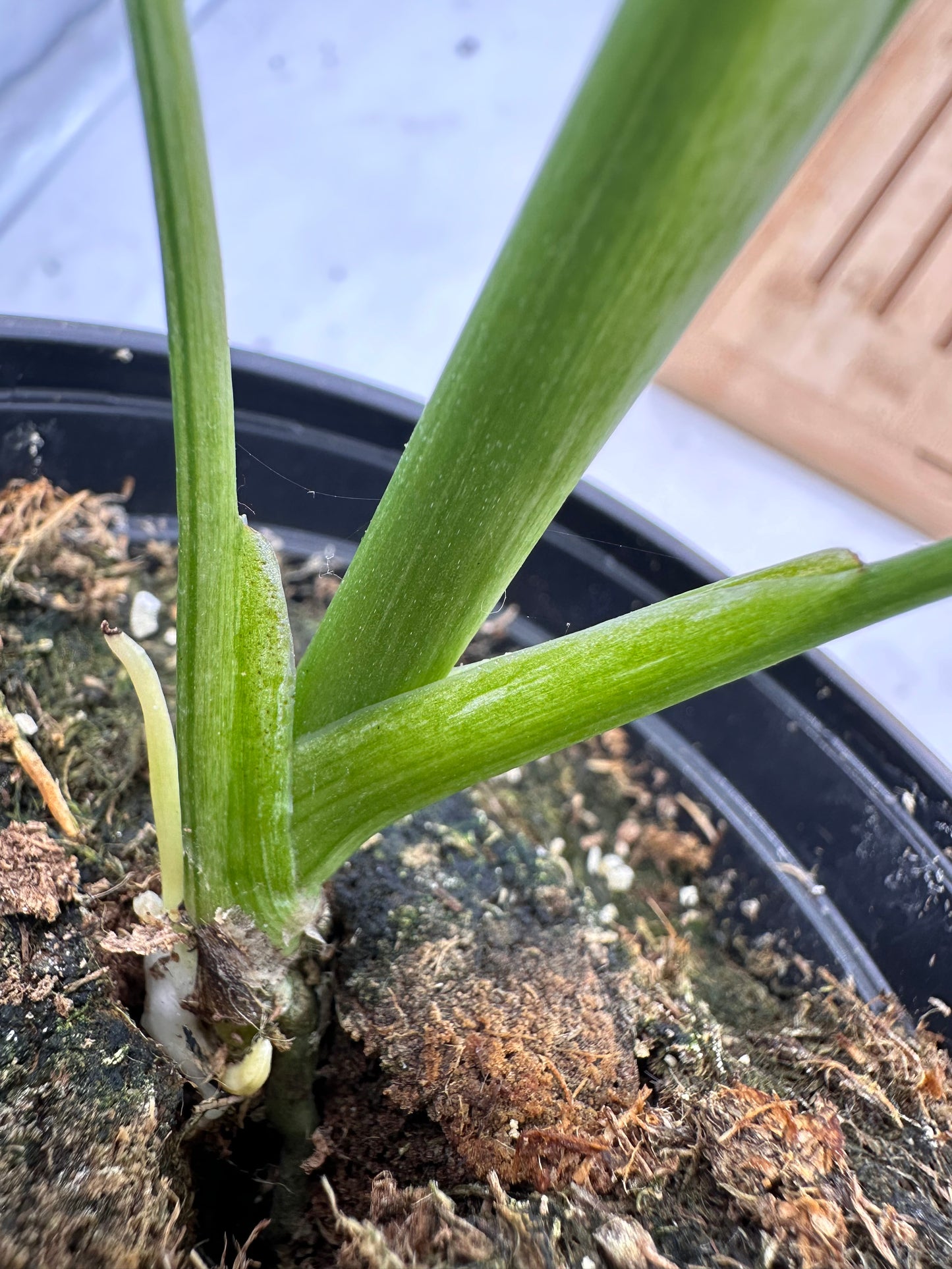 Monstera Mint (extra growths)