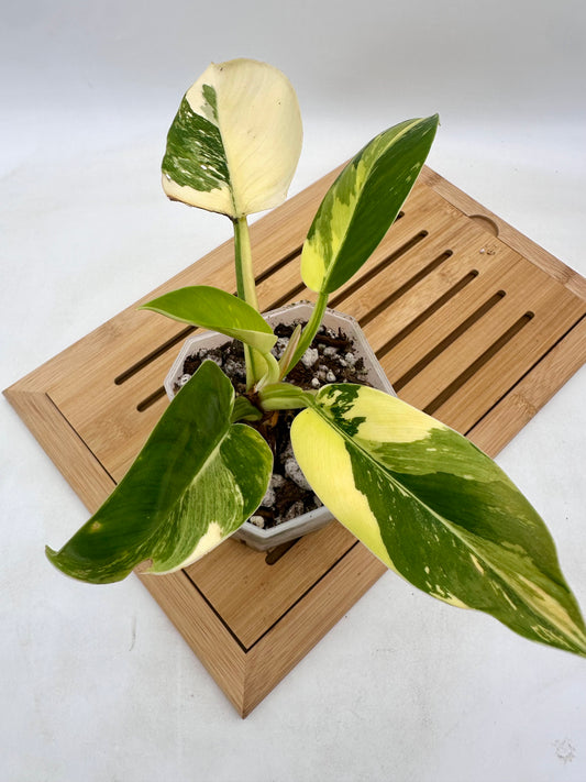 Philodendron Green Congo Albo Variegated - Original Form