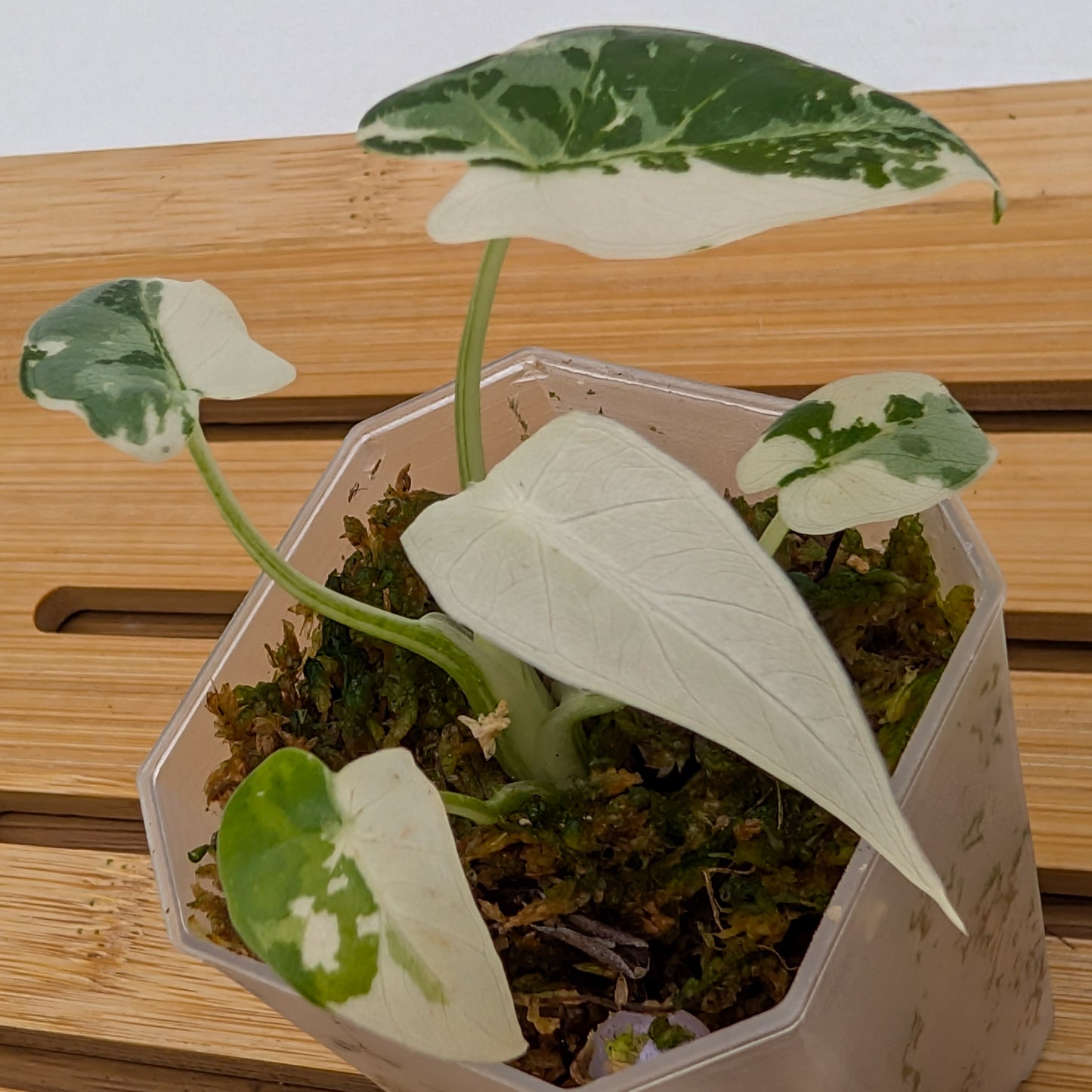 Alocasia Okinawa Silver - 2” pot