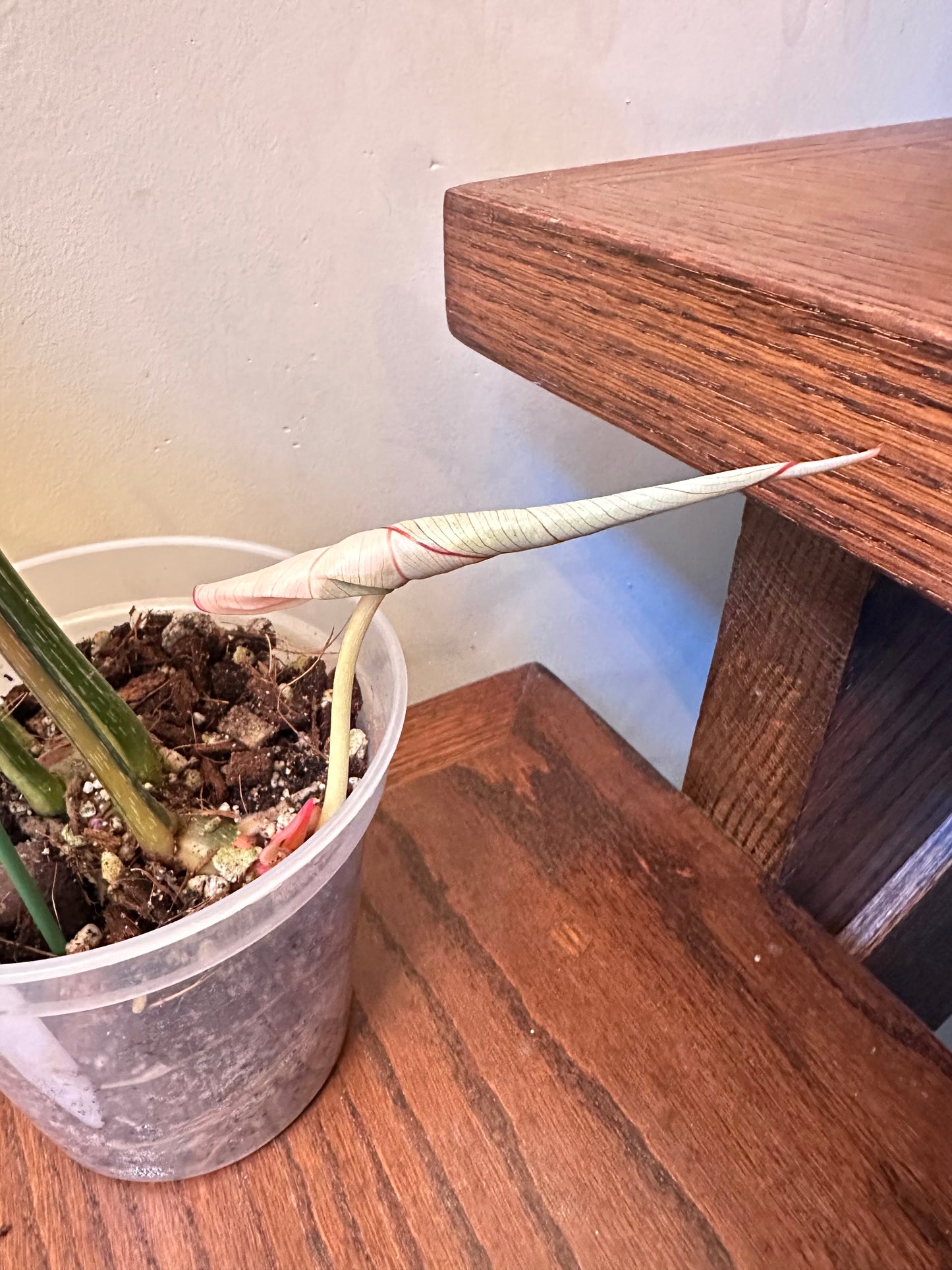 Philodendron Gloriosum Variegated 02