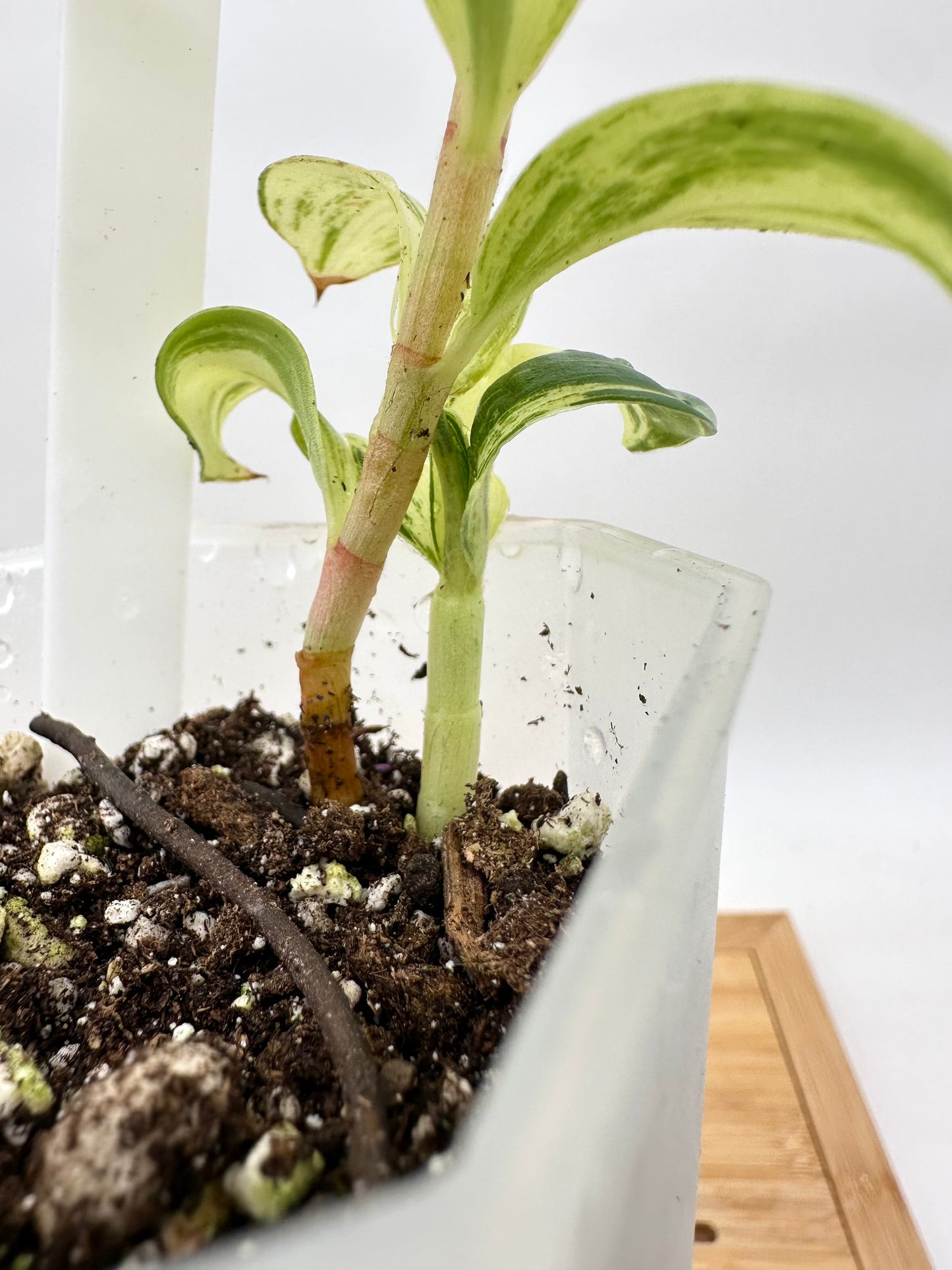 Spiral Ginger Bright Lime Variegated - Multiple Growths