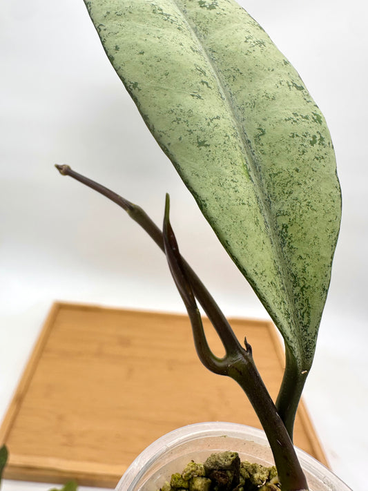 Hoya Griffithii Silver