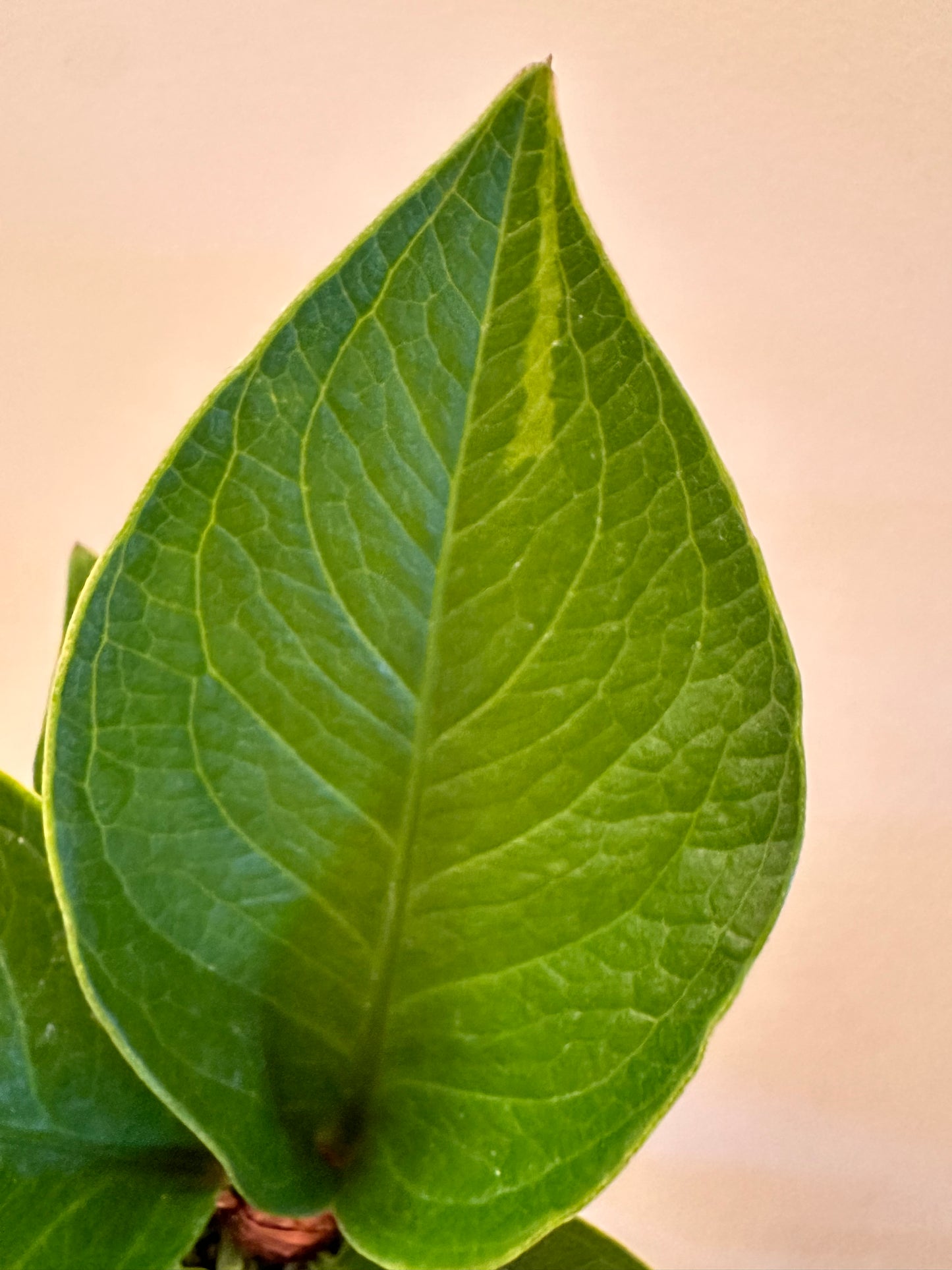 Thanksgiving Sales - Anthurium Green Lady Sport Variegated on newest leaf