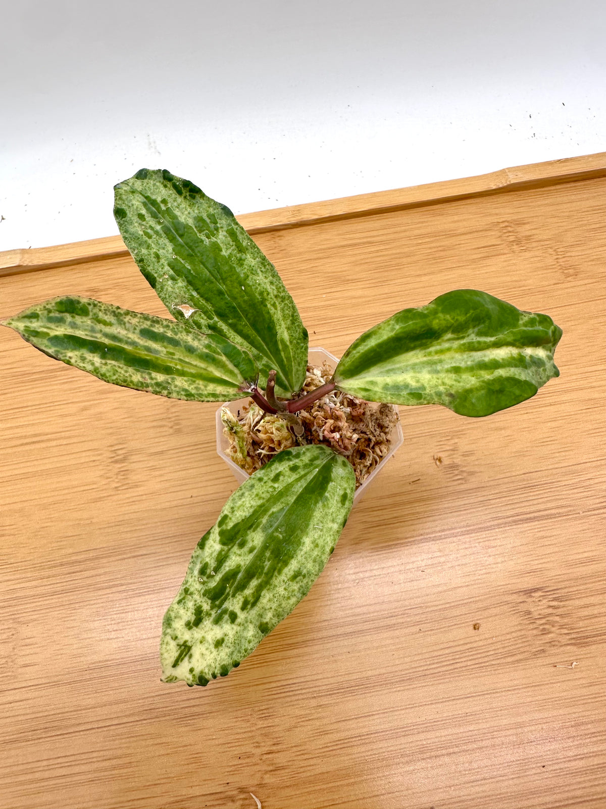 Hoya Crocodile