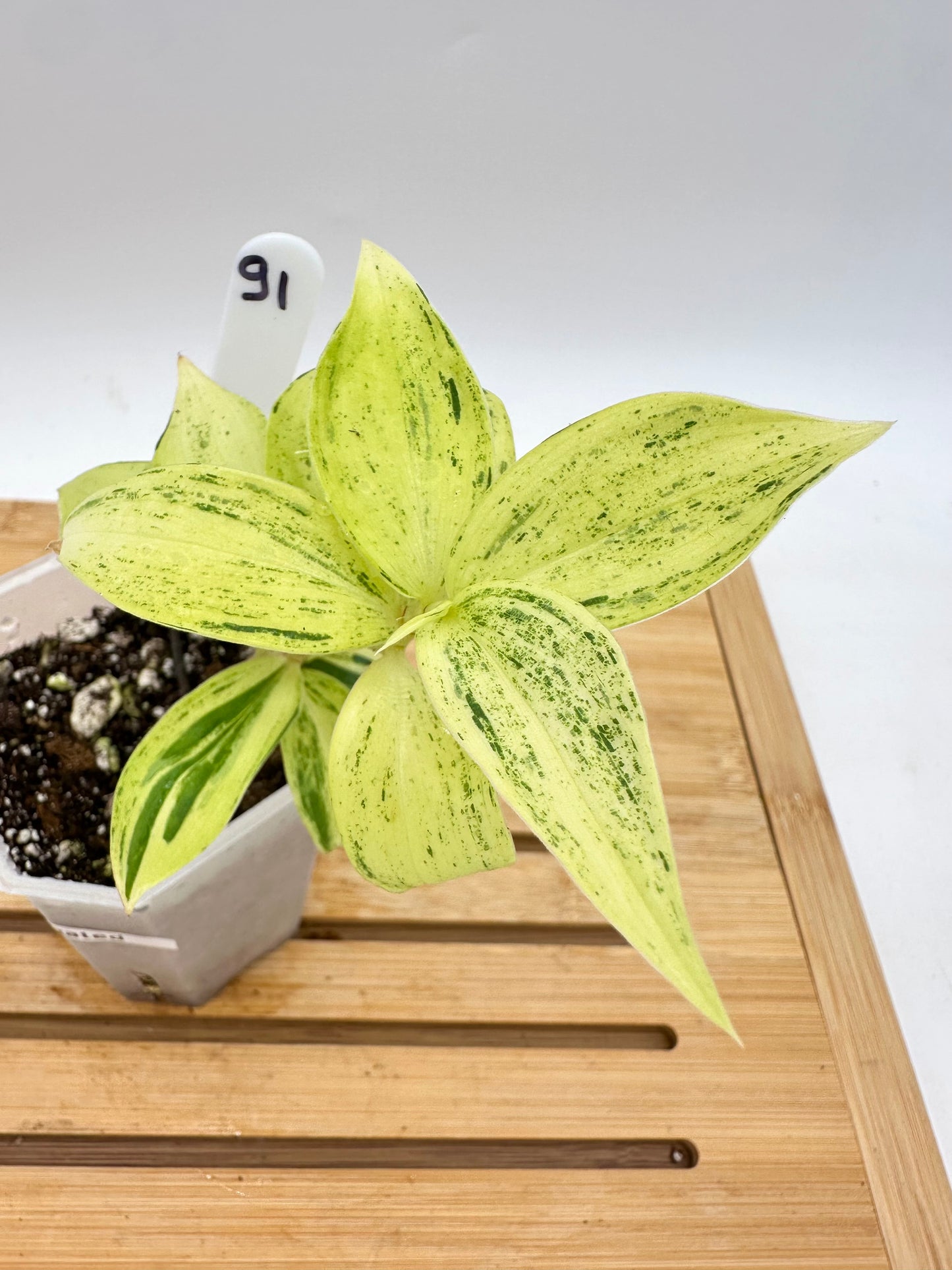 Spiral Ginger Bright Lime Variegated - Multiple Growths