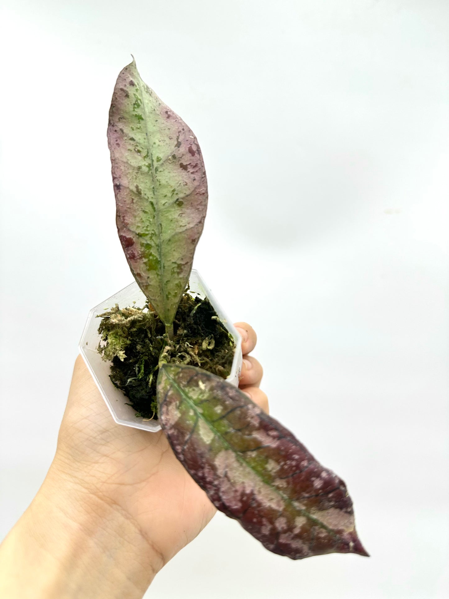 Hoya Gunung Gading Silver Ghost - 2 Growths