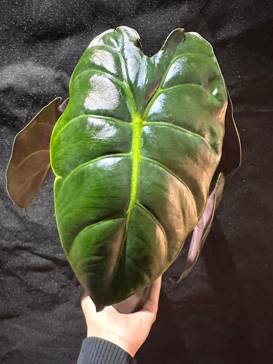 Alocasia Golden Bone CORM