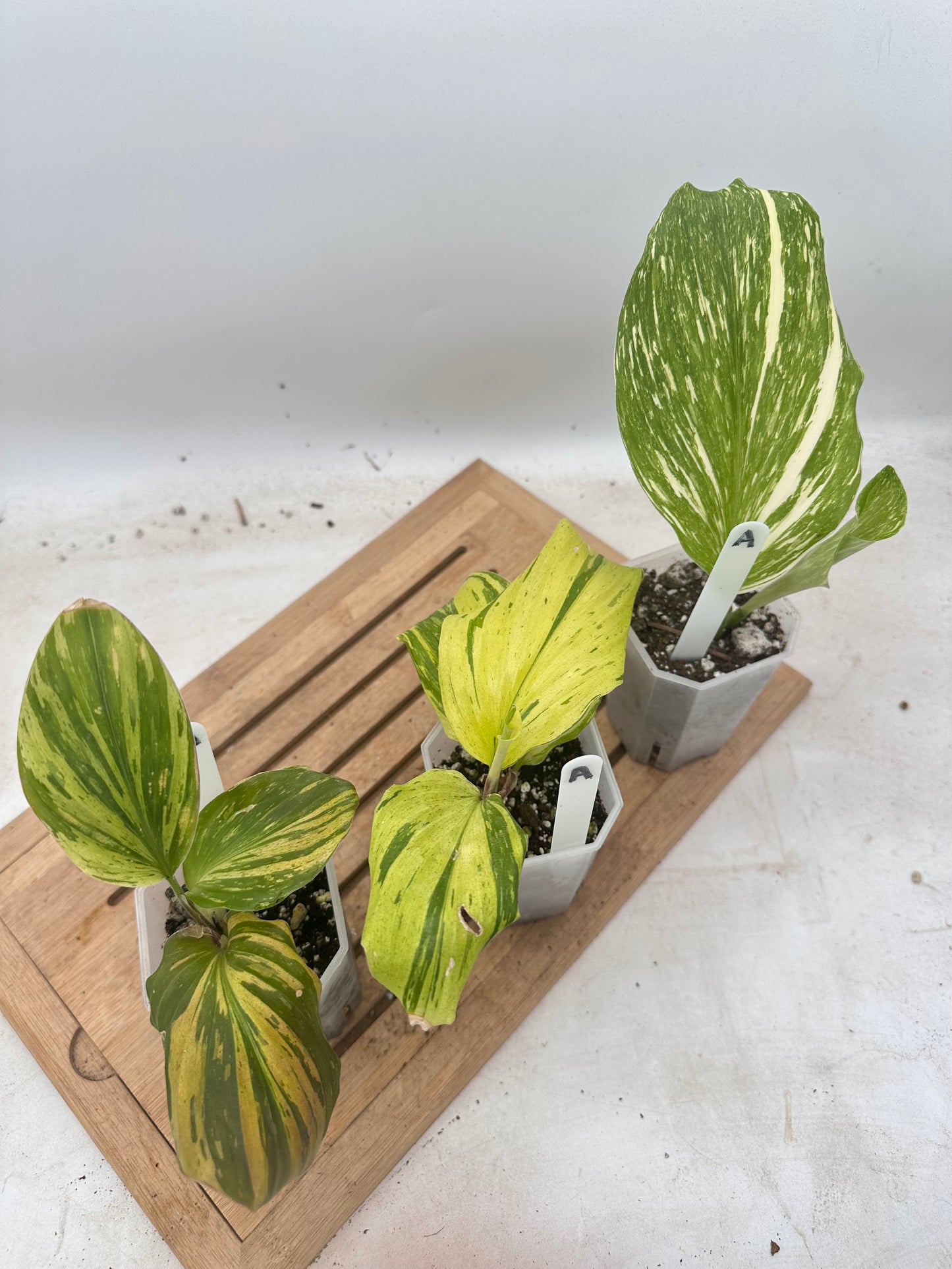 Combo Sale - Variegated Kaempferia Varieties