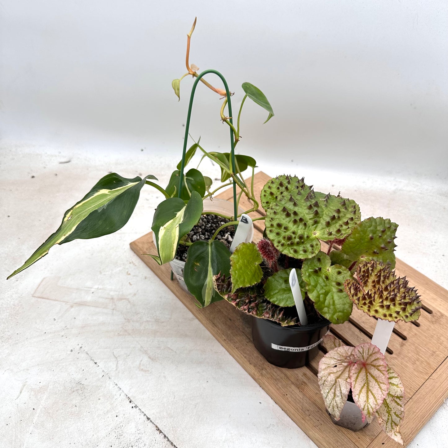 Combo Sale - Begonia Ferox & Begonia X’Frosty & Philodendron Silver Stripes