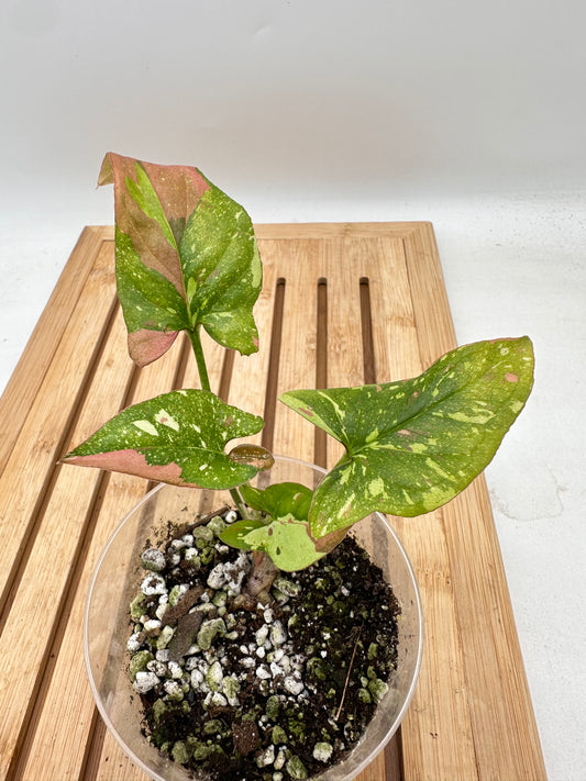 Syngonium Redspot Tri-Color Variegated