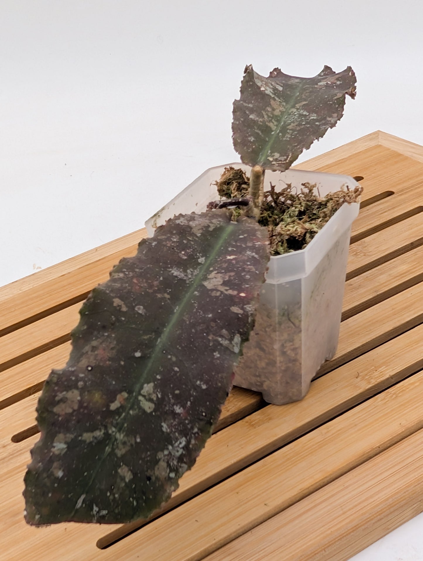 Hoya Undulata